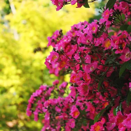 Apartmaji 43 Apartman