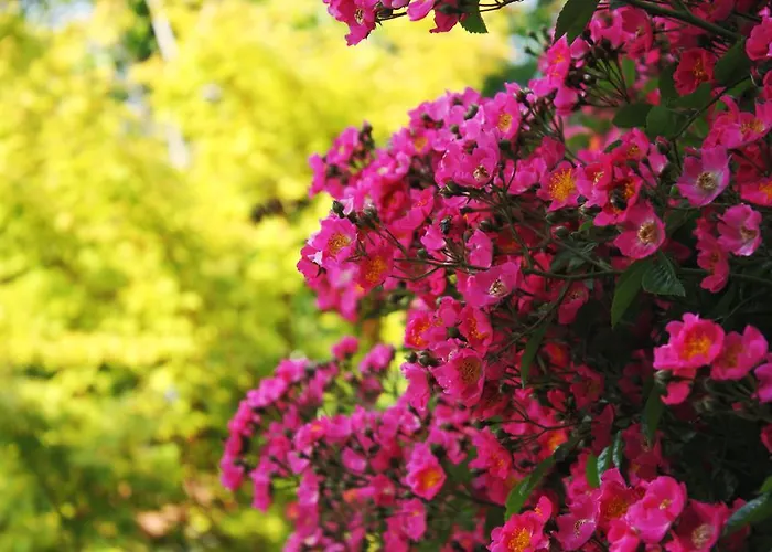 Apartmaji 43 Apartament